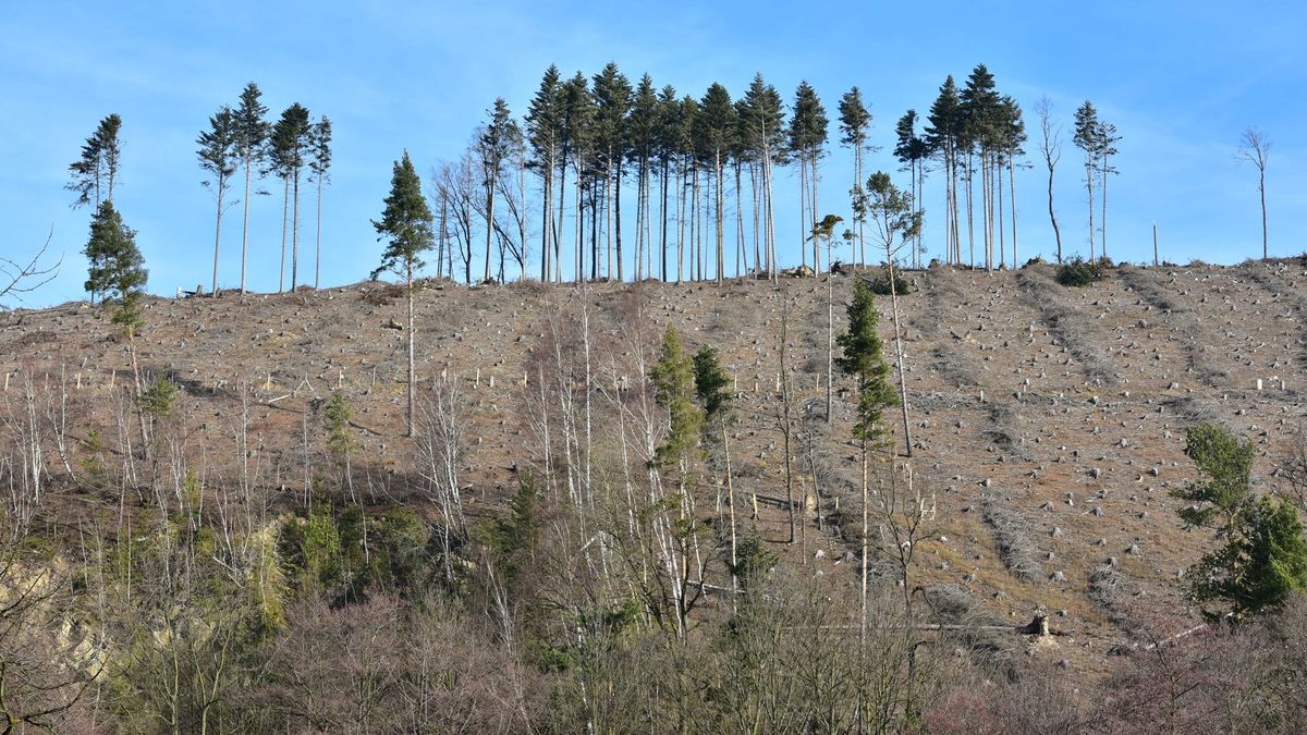 České lesy přestávají ochlazovat krajinu. Těží se přehnaně, tvrdí experti